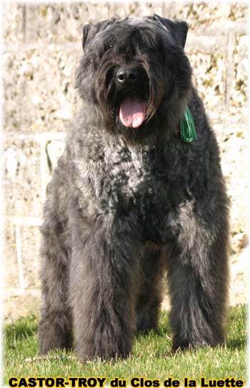 bouvier des flandres du clos de la luette - copyright déposé